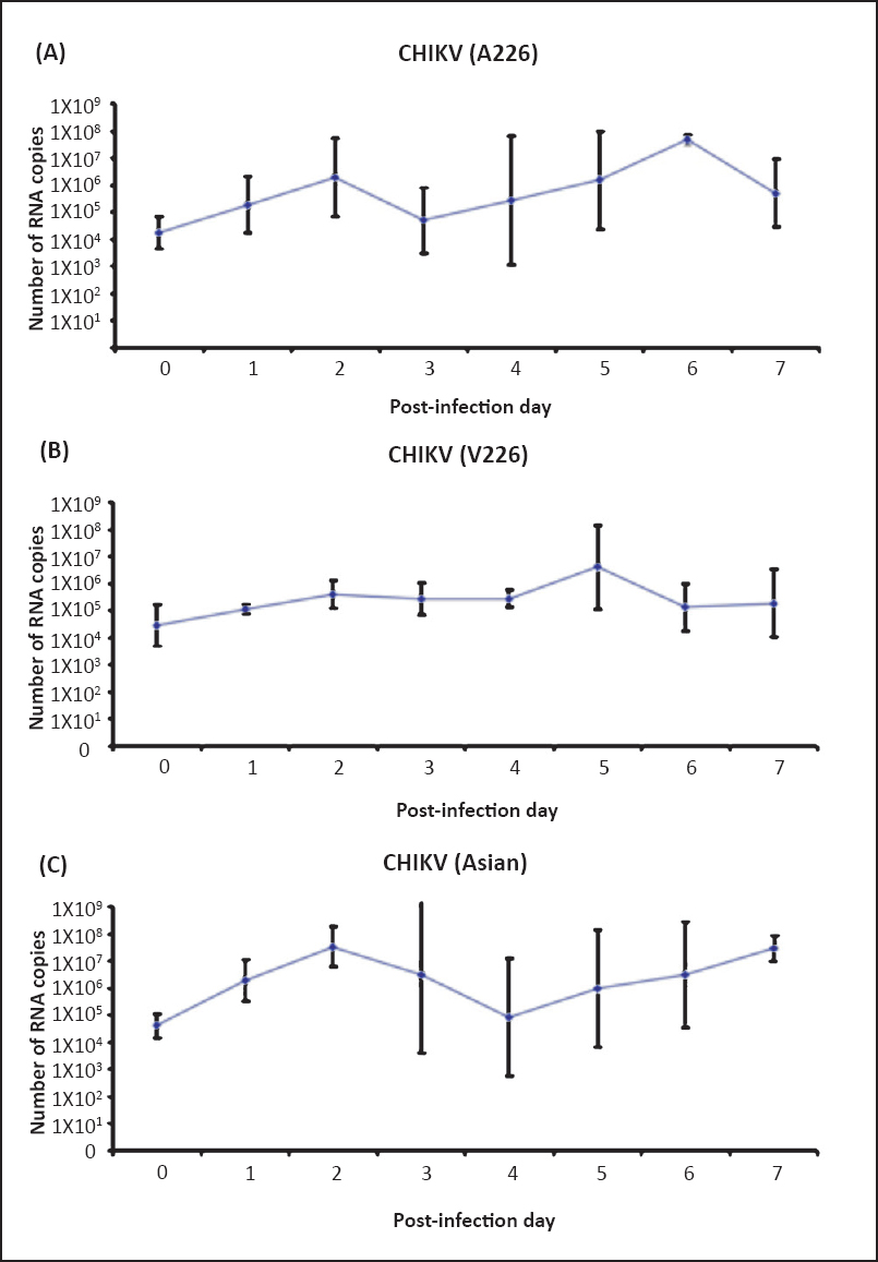 Growth kinetics of different CHIKV strains in Aedes aegypti (A) CHIKV (A226), (B) CHIKV (V226), and (C) CHIKV (Asian). Ten mosquitoes were sampled at each time point, and CHIKV genome copies were measured by q-RT-PCR. Values are expressed as mean RNA copies and error bars indicate the standard deviation.